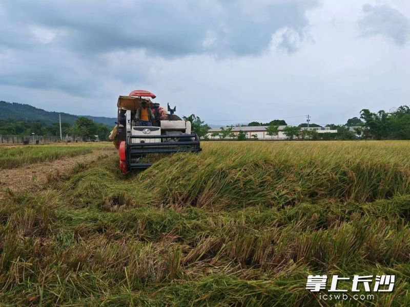 水稻收割機(jī)在多米尼加的試驗(yàn)田里收割稻谷,。 李磊 攝