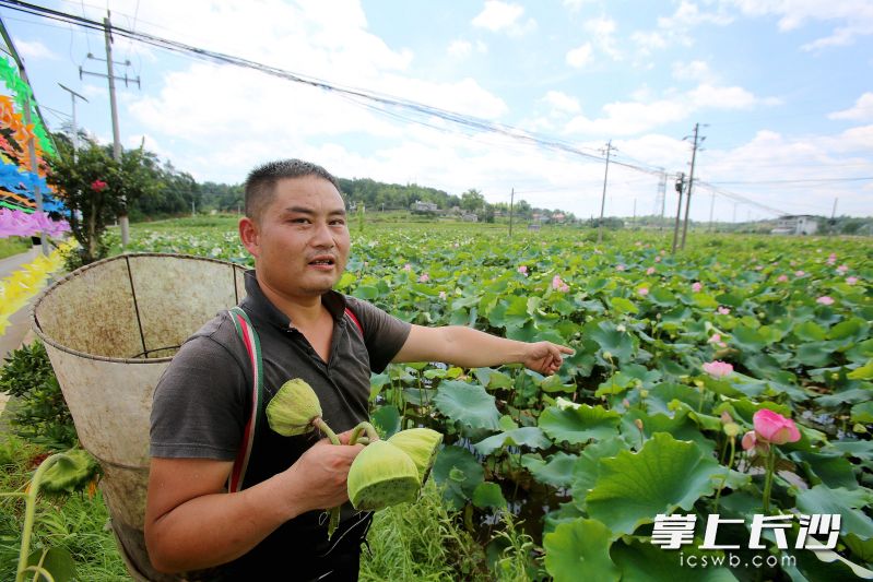 謝兵的夢想是種出“十里荷廊”,。