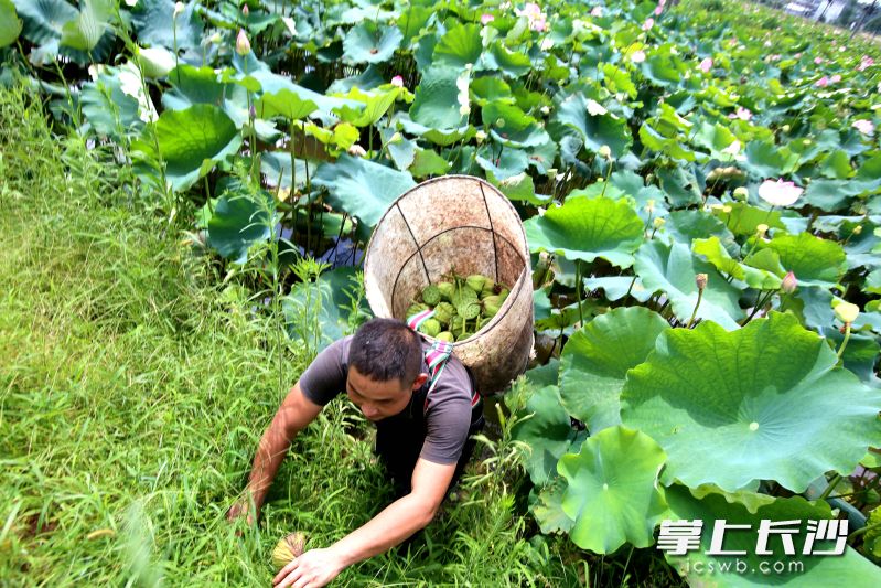 種荷雖然辛苦,，但謝兵心中有夢不覺苦,。