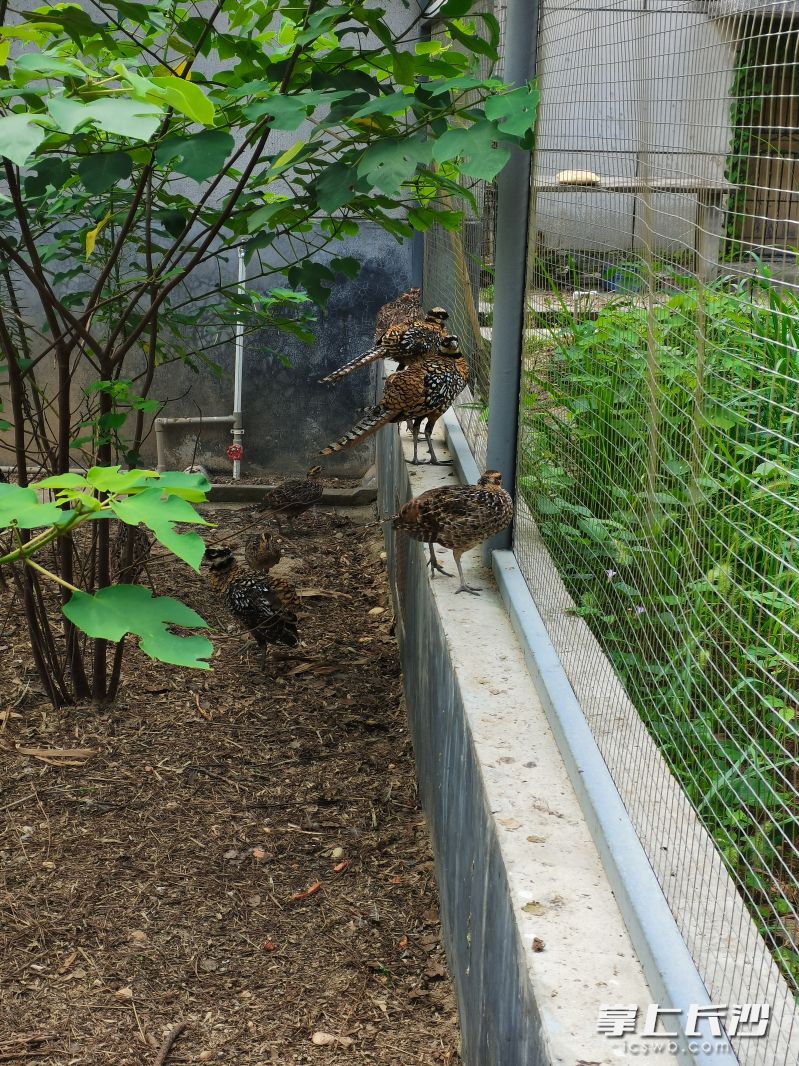 長沙生態(tài)動物園野化訓(xùn)練場內(nèi)的白冠長尾雉看上去很悠閑,。 長沙晚報全媒體記者 劉軍 攝