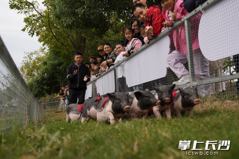 小豬賽跑現(xiàn)場,，小豬們在大家的加油助威下努力向前沖，好不熱鬧,。