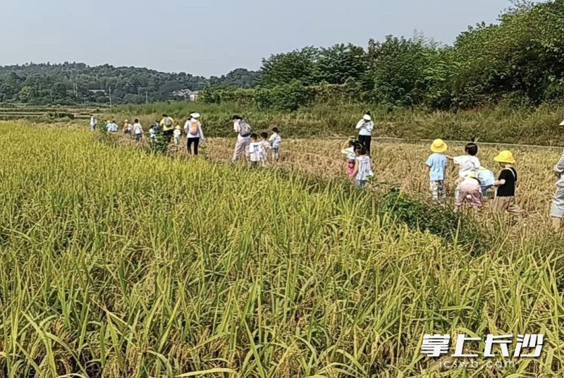 蓮花山村筑園共享農(nóng)場,，前來度假的客人玩得不亦樂乎,。 均為長沙晚報全媒體記者賀文兵攝