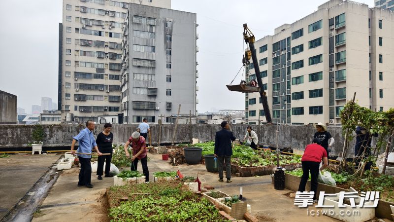 通過“三長”們的不懈努力,，困擾居民們的樓頂“空中菜園”得到清理。照片均為長沙晚報全媒體記者 張禹 通訊員 張寧鳳 攝