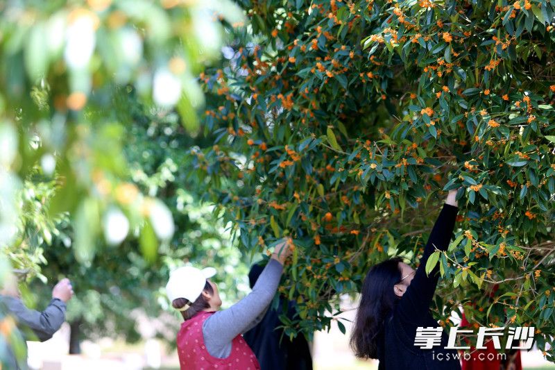 近日在烈士公園，一些前來游園的市民在采摘桂花,，有失文明,。  均為長(zhǎng)沙晚報(bào)全媒體記者賀文兵攝