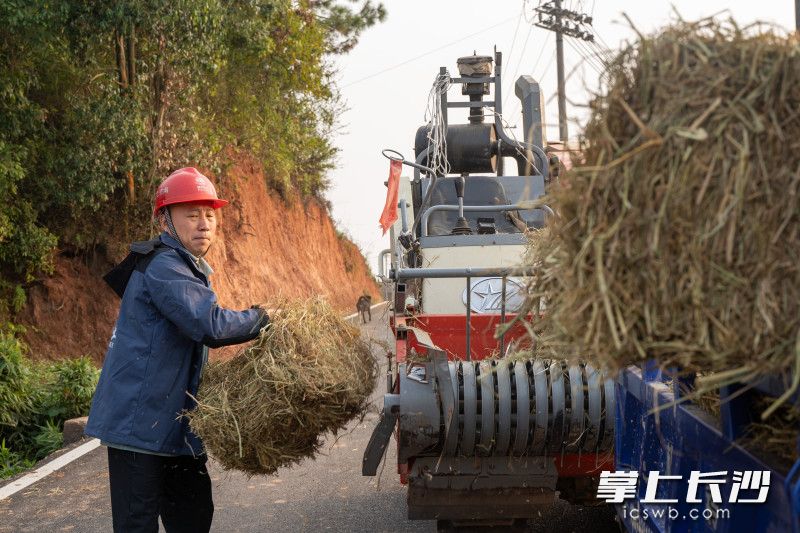 黃紅波正在田間清點秸稈準備打包回倉庫,。