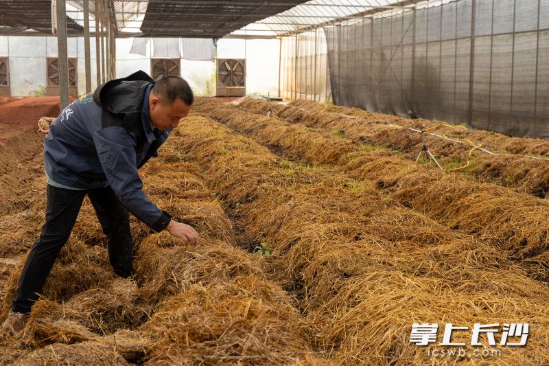 在兩畝的大棚內(nèi)一排排的秸稈菌種正在萌芽生長。