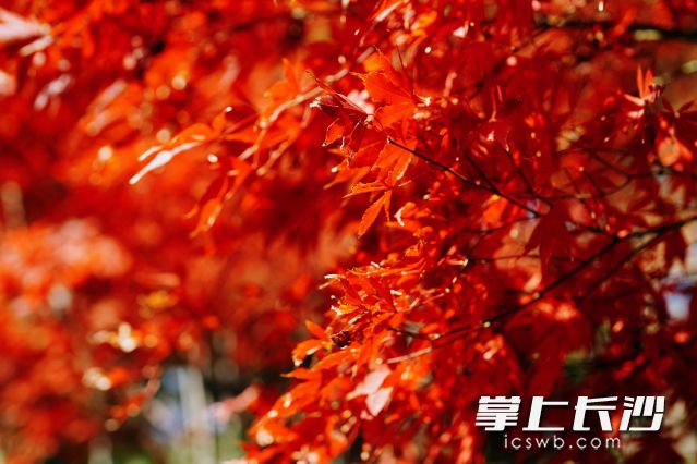 2023年11月底，楓葉醉紅秋色里,。