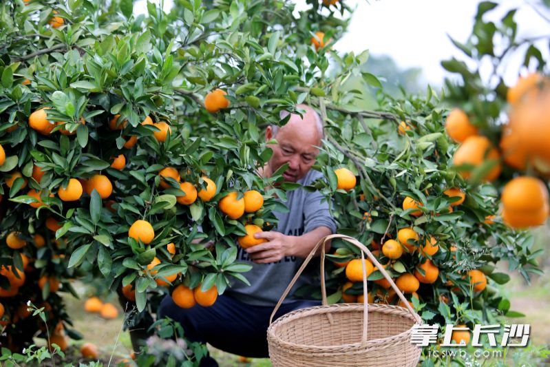 熟透的果實(shí)吸引不少游客前來品嘗采摘,。均為長沙晚報(bào)全媒體記者 賀文兵 攝