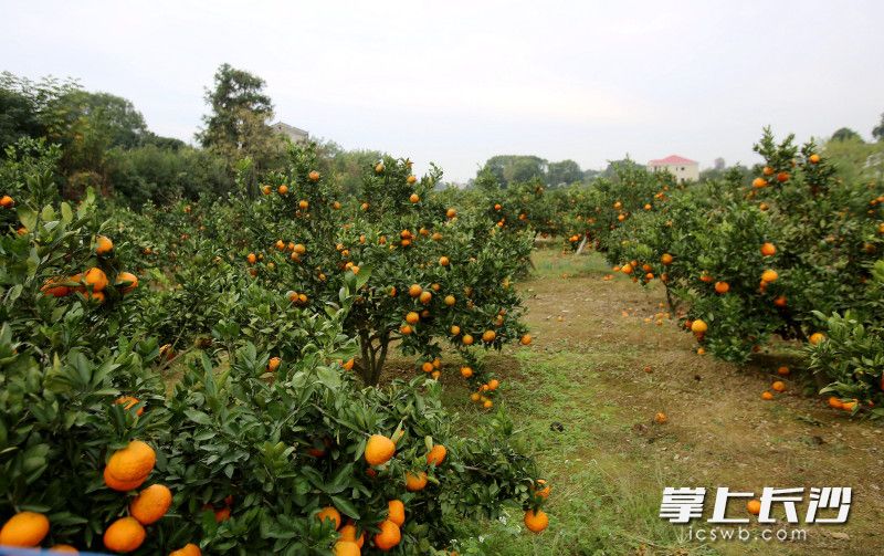 左家山村萬畝柑橘迎來了豐收季。