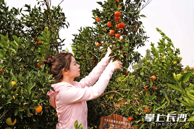 左家山種植柑橘的歷史已有400多年。