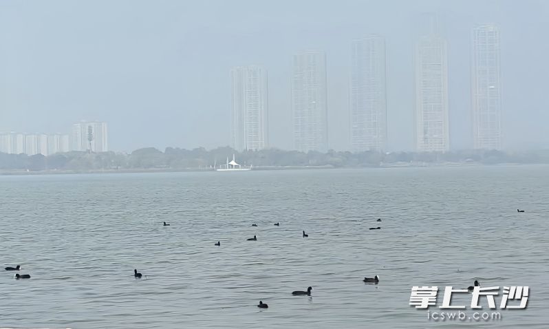 在波光粼粼的松雅湖湖面上,，白骨頂雞等候鳥正在嬉戲,。均為 長(zhǎng)沙晚報(bào)全媒體記者 吳鑫礬 劉洋 通訊員 王俊 攝