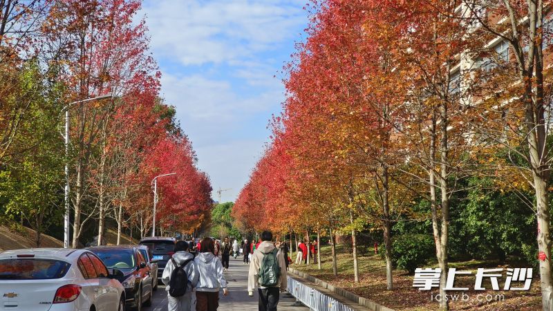 楓葉紅了,，醉了市民與游客,。