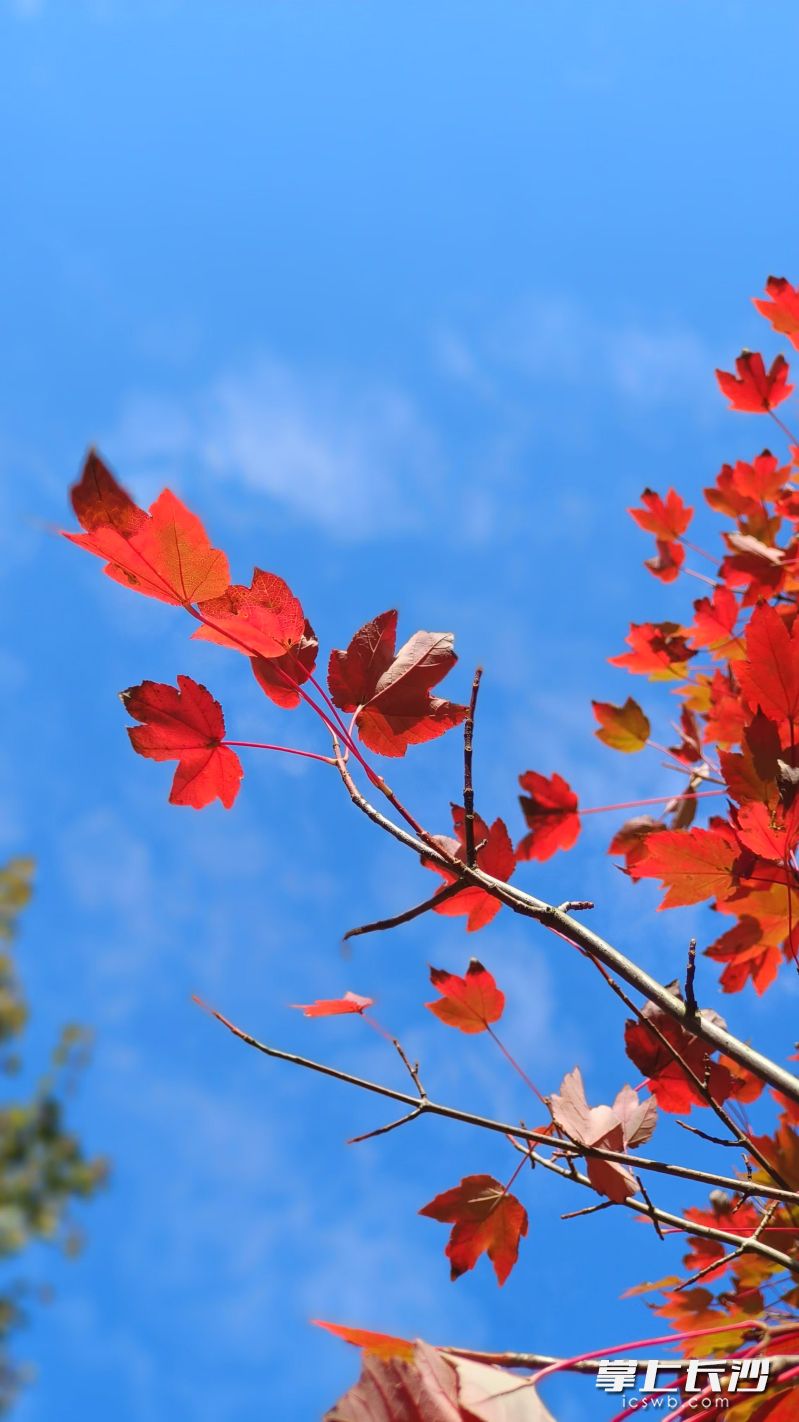 湖南農(nóng)大的楓葉紅了，快來打卡吧,！ 均為長沙晚報全媒體記者 周小華 攝