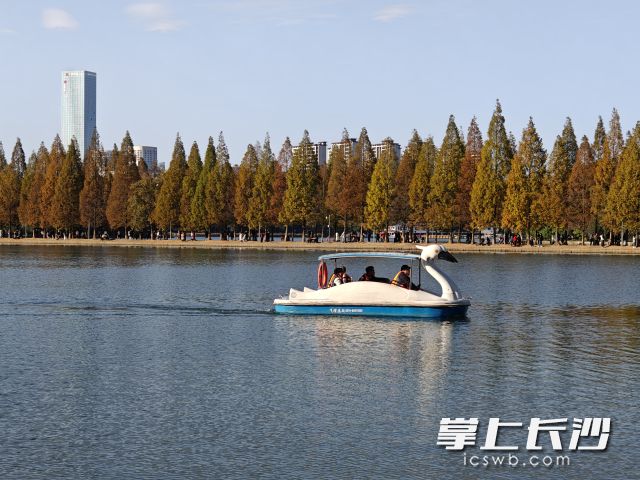 植物葉片變色，取決于多種因素,，其中氣溫至關(guān)重要,。長沙晚報(bào)全媒體記者 劉曉敏 攝