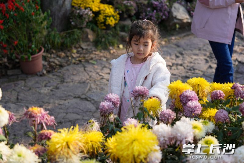 岳麓山第二十屆菊花匯報(bào)展上，一位小朋友在欣賞菊花,。