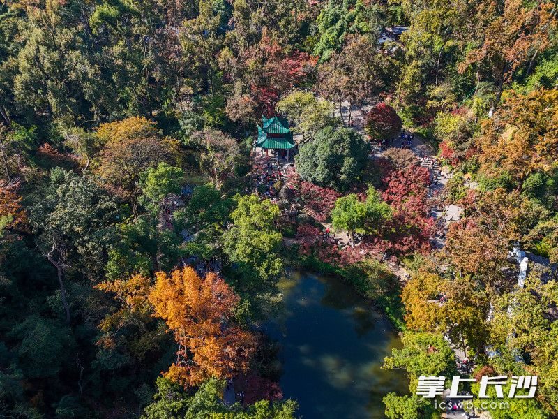 此時(shí)的岳麓山,，層林盡染、絢麗多彩,。