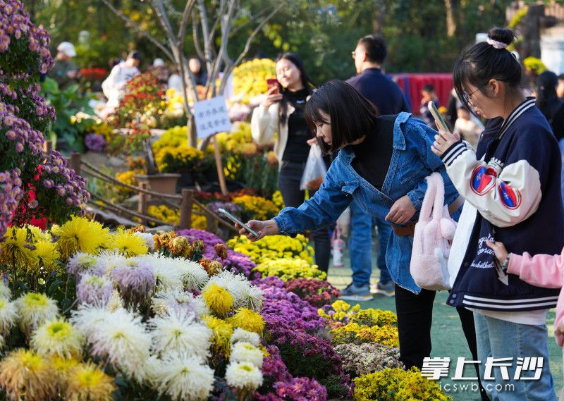 絢麗的花朵吸引了眾多市民游客拍照。