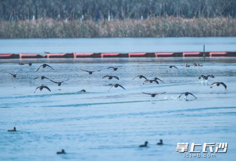 越來越多的鳥類在松雅湖棲息,。松雅湖觀鳥志愿者 供圖