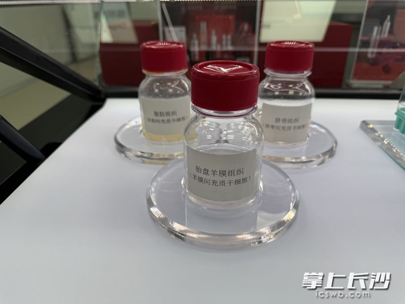 胎盤羊膜組織里的羊膜間質干細胞,。 均為長沙晚報全媒體記者朱澤寰攝