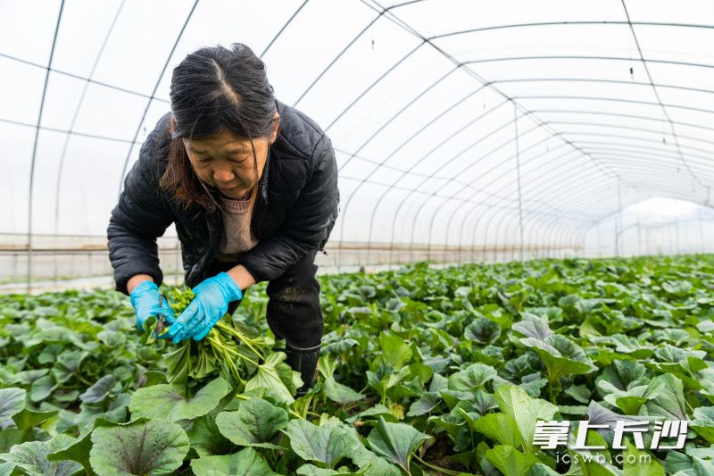 藍(lán)中鮮農(nóng)業(yè)科技公司工作人員采摘新鮮蔬菜,。 長沙晚報全媒體記者 董陽 攝