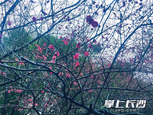 花瓣托著雨珠子顫巍巍打轉(zhuǎn)，別有一番景致,。 長沙晚報全媒體記者 舒元臻 攝