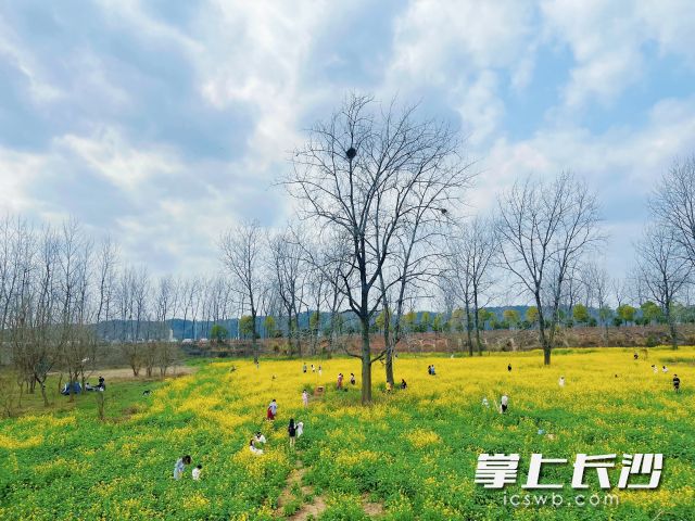 3月1日,，記者在鵝洲島發(fā)現(xiàn),，島上油菜花部分已經(jīng)開放，吸引了不少市民打卡拍照,。 長沙晚報全媒體記者 舒元臻 攝