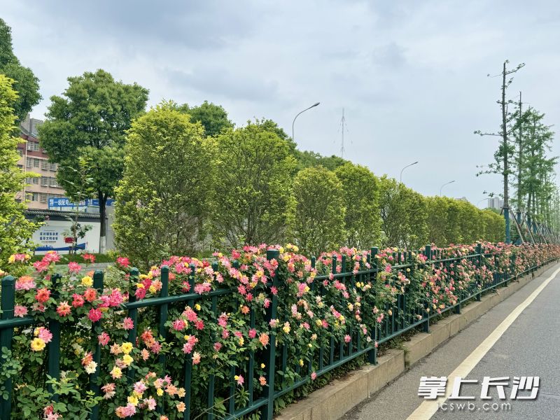 營(yíng)盤(pán)路上,，綴滿(mǎn)花朵的“花瀑”漫過(guò)綠化帶,。 均為長(zhǎng)沙晚報(bào)全媒體記者顏家文攝