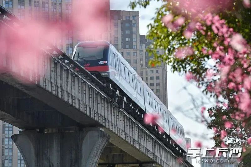 磁浮列車從花朵間穿行而過。王志偉 攝