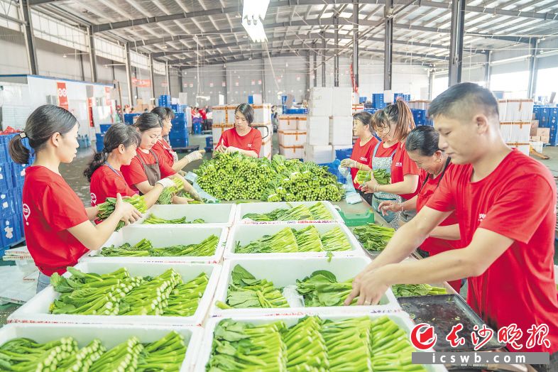 興盛優(yōu)選工作人員正在分揀商品,。 長沙晚報通訊員 王穎眉 攝