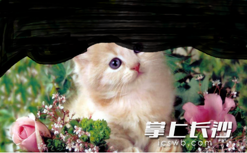 上方的視野像是被“窗簾”擋住。