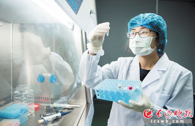 圣湘生物實驗室里,，畢業(yè)于牛津大學(xué)的80后女博士任小梅正在進行著新冠病毒核酸檢測試劑的調(diào)配優(yōu)化。長沙晚報全媒體記者 鄒麟 攝