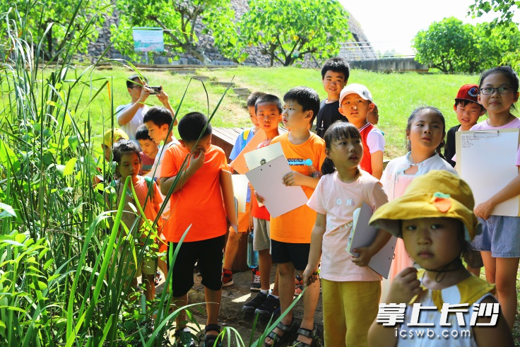 張力文（穿黑衣服者）在洋湖濕地公園參加自然筆記社會(huì)實(shí)踐活動(dòng)。均為受訪者供圖