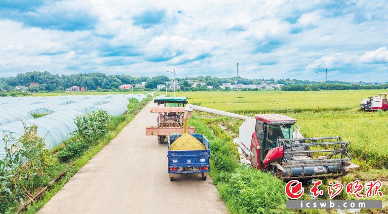 7月4日,，瀏陽市淳口鎮(zhèn)萬畝早稻示范片，收割機(jī)快速作業(yè),，拖拉機(jī)等候運(yùn)輸,。均為長(zhǎng)沙晚報(bào)全媒體記者 陳飛 攝