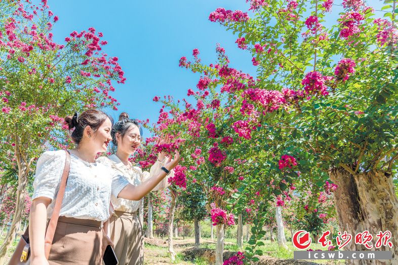 瀏陽市官渡鎮(zhèn)田郊村，一樹樹的紫薇花團錦簇,、綴滿枝頭,，不少游客前來賞花打卡。長沙晚報全媒體記者 陳飛 攝