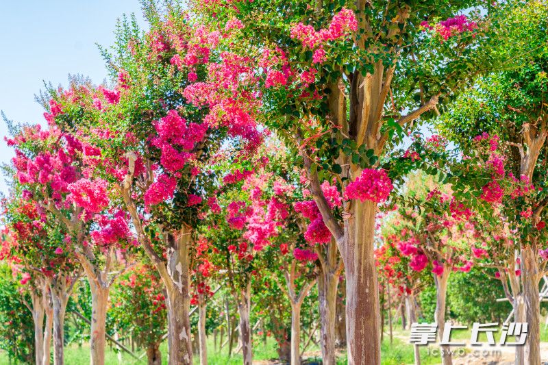 俗話說“花無百日紅”,，不過,，紫薇例外。