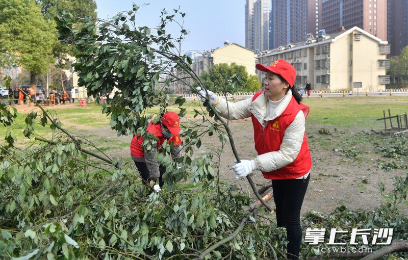 2月24日,，岳麓區(qū)望岳街道金星佳園，志愿者們正在對一處亂堆的樹枝進行清理,。長沙晚報全媒體記者 鄒麟 攝