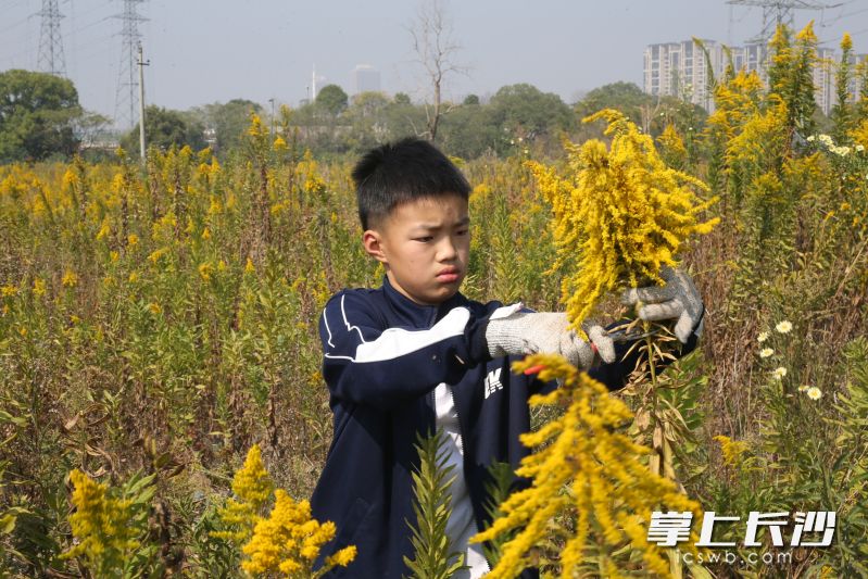 陳昊然開展環(huán)保志愿活動。均為長沙晚報通訊員 陳敏 供圖