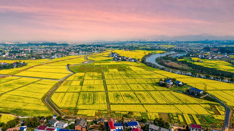 從高空俯瞰,，連片花海滿目金黃,、美不勝收。永安鎮(zhèn)政府供圖