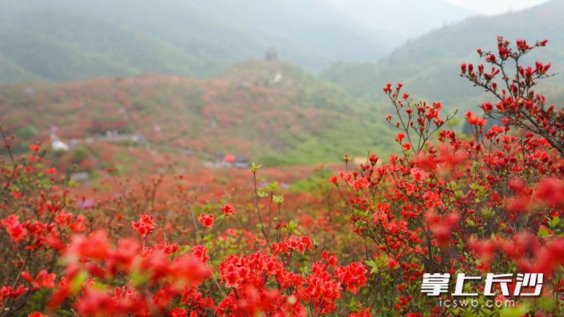 每年杜鵑花盛開的時(shí)節(jié),，大圍山漫山紅遍,。資料圖