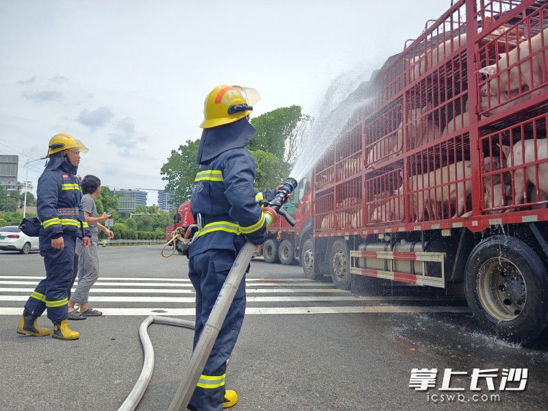 消防救援人員圍繞貨車全方位不斷進(jìn)行噴水,，經(jīng)過長時間的持續(xù)降溫，車上的豬恢復(fù)了活力,。長沙晚報通訊員 顏志紅 供圖