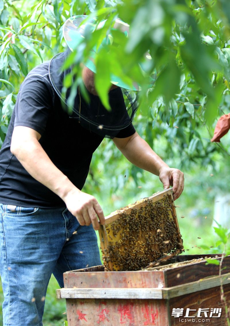 唐鈴探索通過(guò)直播帶貨賣(mài)蜂蜜和黃桃。