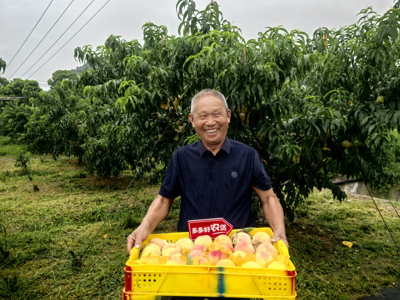 二季度,，拼多多“農(nóng)云行動(dòng)”繼續(xù)深入各大農(nóng)產(chǎn)區(qū),，帶動(dòng)當(dāng)?shù)剞r(nóng)豐產(chǎn)增收。（攝影 李云豐） 