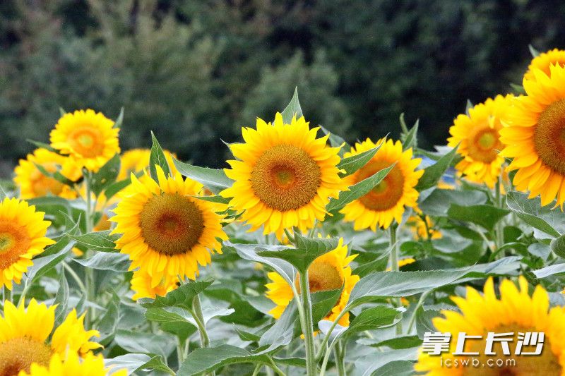 Changsha Evening News/He Wenbing