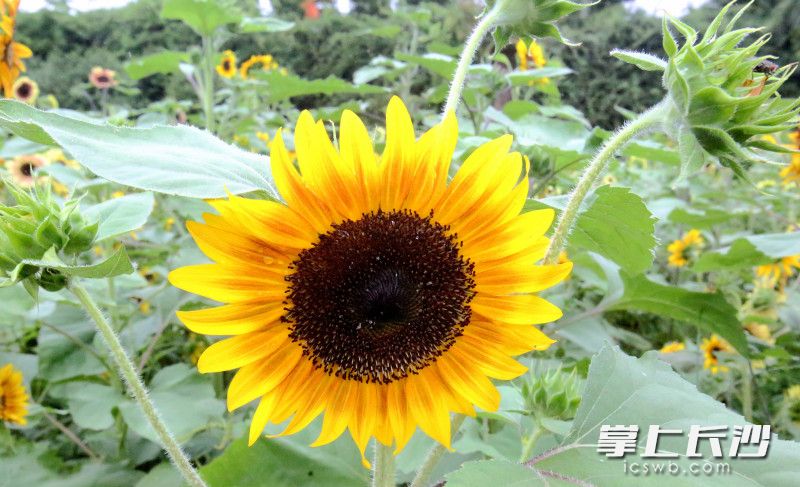 Changsha Evening News/He Wenbing