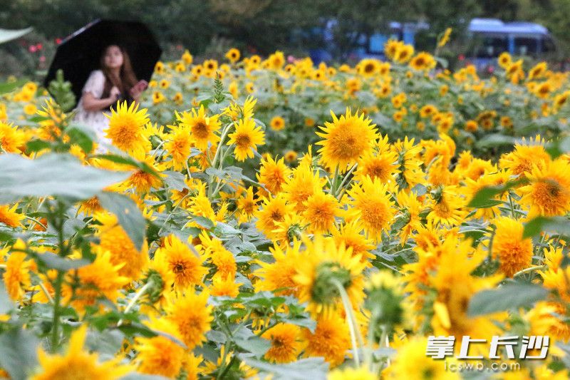 Changsha Evening News/He Wenbing