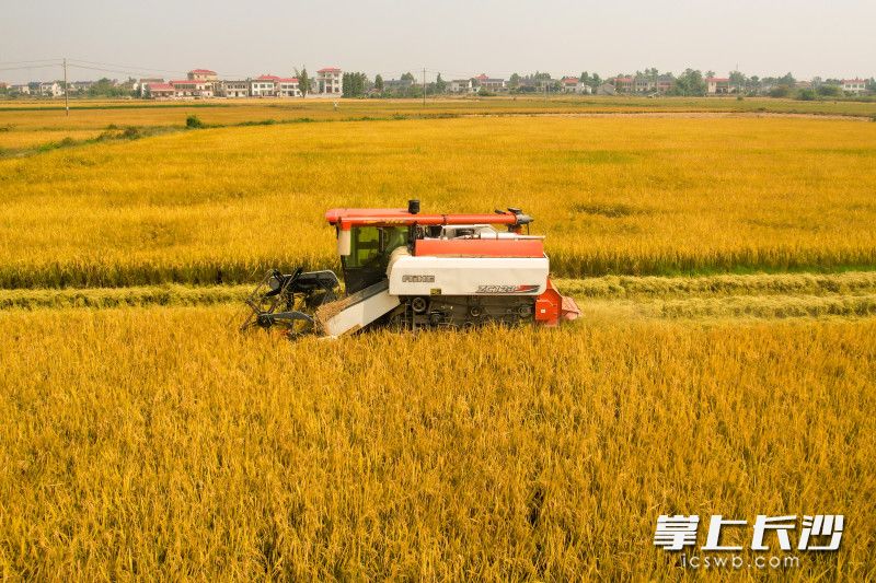 Photo by Wang Zhiyong, Liu Xiaomin, He Wenrui from Changsha Evening News.