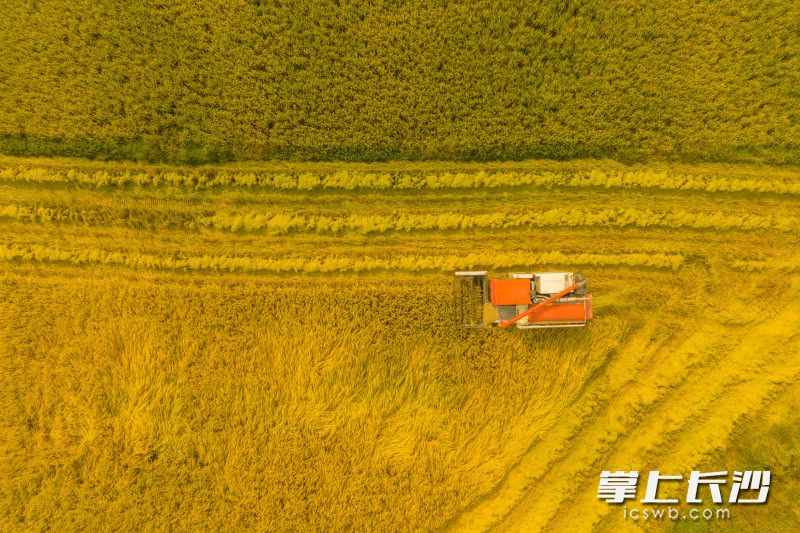 Photo by Wang Zhiyong, Liu Xiaomin, He Wenrui from Changsha Evening News.