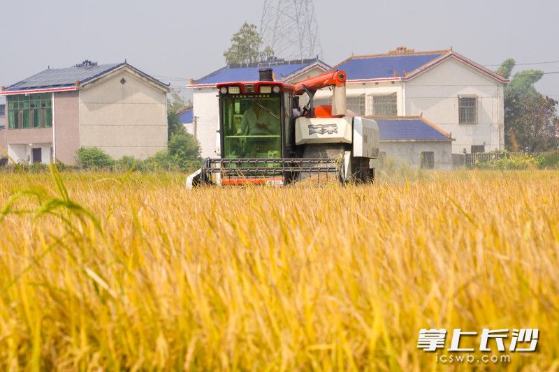 Photo by Wang Zhiyong, Liu Xiaomin, He Wenrui from Changsha Evening News.