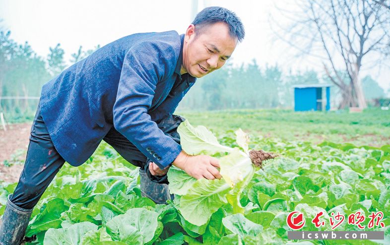 　　香爐洲上土地肥沃,，不用施肥種出的蔬菜口感格外好,。早已“洗腳上岸”的回龍村村民吳德新還是喜歡到洲上侍弄菜地。長沙晚報(bào)全媒體記者 易億 攝